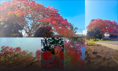 Décembre : flamboyant