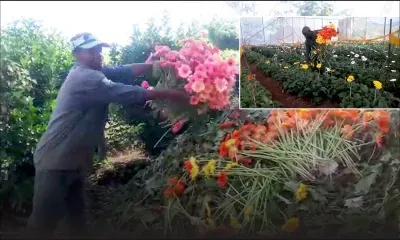 Confinement : Des fleurs jetées à contre cœur faute de pouvoir les vendre