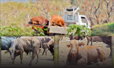 Foot and mouth Disease: Could the crisis have been averted?