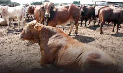 Foot and mouth outbreak: Commission of Inquiry lambasts three key persons