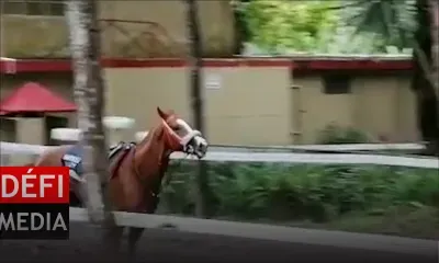 Yankee Force désarçonne le 'trackrider' Reega