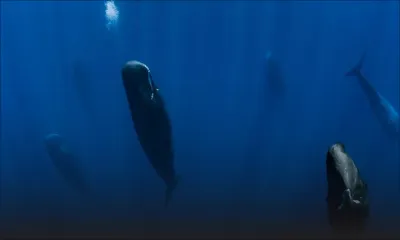 Couler l’épave du Wakashio à 8 milles nautiques de nos côtes pourrait être une menace pour les baleines, selon Forbes
