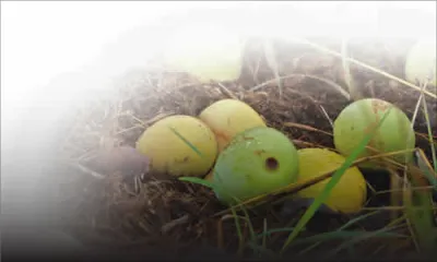 Baisse des récoltes fruitières: les chauves-souris blâmées à tort