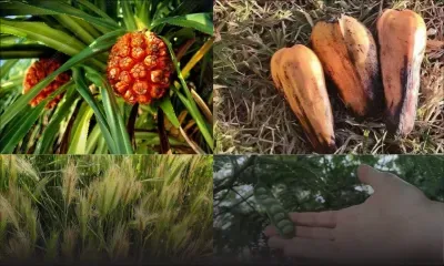  Ces aliments qui pourraient figurer au menu d’ici 2050