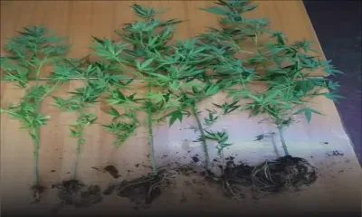 Plaine-des-Papayes – des plants de gandia cultivés dans un pneu 