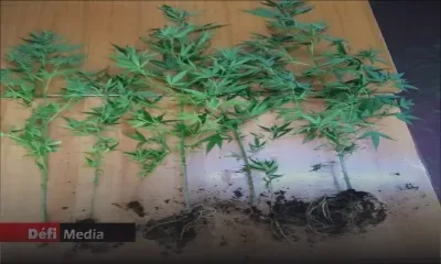 Mare-d’Australia : 92 plants de cannabis déracinés dans une chasse