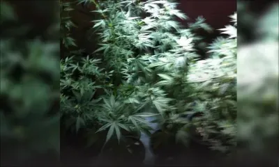 Flacq : la police cherchait des objets volés chez un suspect, mais découvre des plants de gandia