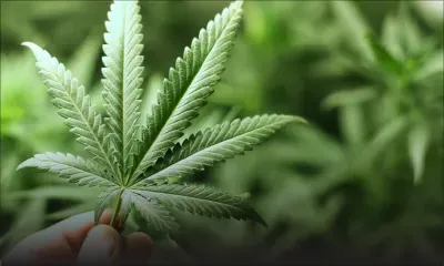 Rs 575000 de drogue saisies dans un bungalow : le suspect dit prendre des tisanes de gandia pour se soigner