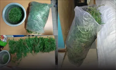 Olivia : saisie de 2 kilos de gandia 