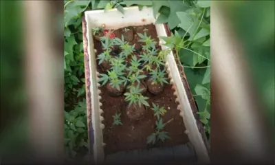 Olivia : le planteur ne cultivait pas que des légumes...