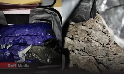 Saisie de 5,7 kg de cannabis à l'aéroport, lundi : les autorités essaient d'identifier le commanditaire 
