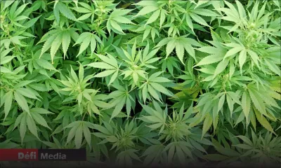 Bassin-Blanc : Rs 3M de plants de cannabis déracinés 