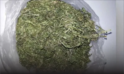Henrietta : un planteur arrêté pour trafic de cannabis 