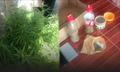 Gros-Cailloux : découverte de 700 pieds de gandia cultivés dans une véranda