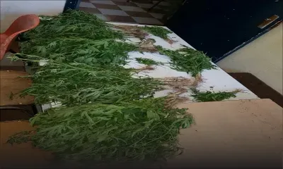 587 plants de cannabis découverts sur le flanc de la montagne Sénèque  