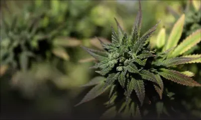 Une start-up canadienne brasse de la bière au cannabis