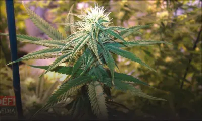 À Chamarel : Rs 1,7 million de plantes de cannabis déracinées