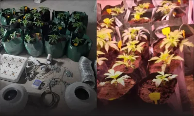 28 plants de gandia hybride découverts dans un lieu de culte à New Grove