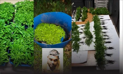 Un agriculteur arrêté pour avoir cultivé Rs 1,5 million de plants de gandia