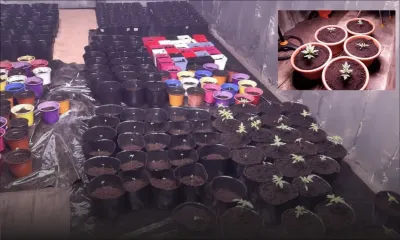 Conteneurs transformés en serres : 226 plants de gandia saisis