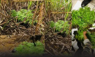 Rs 4,5 millions de plants de gandia déracinés à Dubreuil