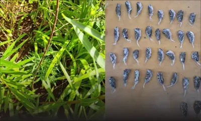 Domaine 5 étoiles à Bel-Ombre : un jardinier cultive du cannabis dans deux villas de luxe 