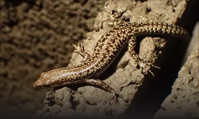 Victimes du Wakashio, 66 lézards d'espèces menacées d’extinction envoyés à Jersey par mesure de sécurité