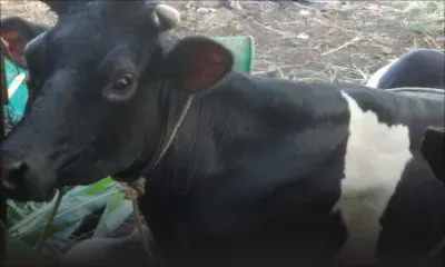 Insolite : un bœuf, une vache et cinq voleurs dans une voiture