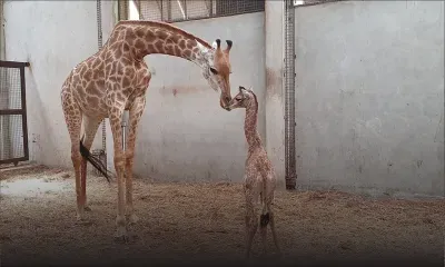 Casela Nature Parks : naissance de la première girafe à Maurice