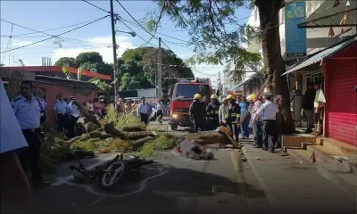 Il meurt écrasé sous une branche à Goodlands - Son épouse : «Nous sommes révoltés»