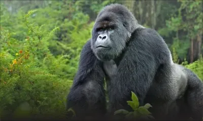 Etats-Unis: des gorilles du zoo d'Atlanta positifs au coronavirus