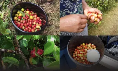 L'exquise saison des goyaves de Chine  