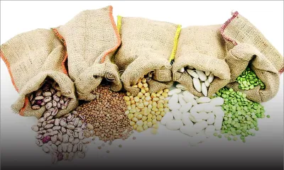 Journée internationale des légumineuses : les prix resteront stables pour les trois prochains mois 