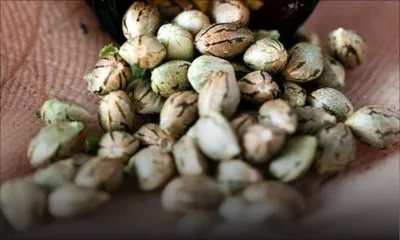 Saint-Pierre : 350 graines de cannabis saisies