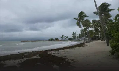 En Guadeloupe, les sargasses envahissent massivement le littoral 