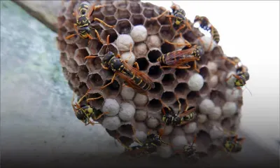 Goodlands : un Réunionnais à la recherche de guêpes se fait piquer par des voleurs