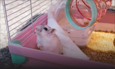 Covid: fureur à Hong Kong après la décision d'éliminer massivement les hamsters