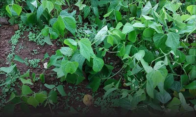Batsirai : les champs de légumes dans l’Est et le Sud les plus affectés