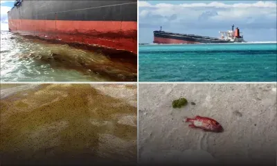 Du carburant s'échappe du Wakashio : des poissons morts découverts sur la plage de Pointe-d'Esny
