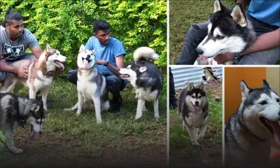 Le husky sibérien, un amour de chien !