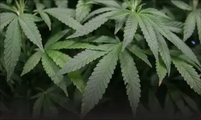 4 Minutes aux 4 Coins du Monde : cannabis, le Luxembourg veut légaliser sa production et sa consommation