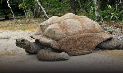 L’île-aux-Aigrettes rouvre, mais dans des conditions strictes