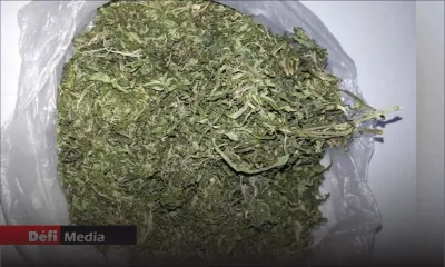 Bambous : saisie de Rs 2 millions de cannabis dans un appartement