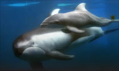 La Prairie : une opération de sauvetage pour aider un bébé dauphin à regagner l'eau