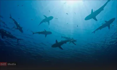 Attaques de requins à Tamarin : deux touristes hospitalisés