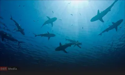 Attaque de requins à Tamarin: la Tourism Authority ouvre une enquête 