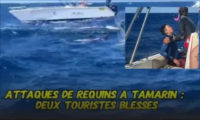 Tamarin : attaques de requins, deux touristes blessés