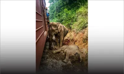 Un train déraille au Sri Lanka après une collision avec des éléphants