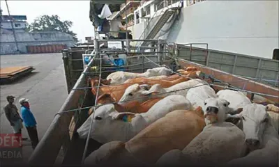 Exportation du bétail : Rodrigues maintient la vigilance après les vagues de fièvre aphteuse