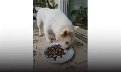 Xiaobai, la spitz-croisée, de retour chez elle